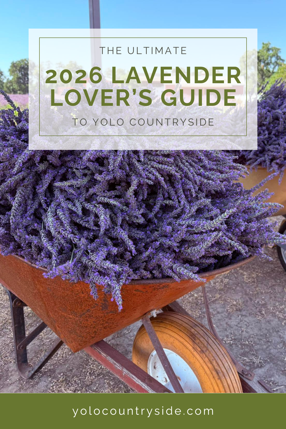 The Ultimate 2026 Lavender Lover’s Guide to Yolo Countryside