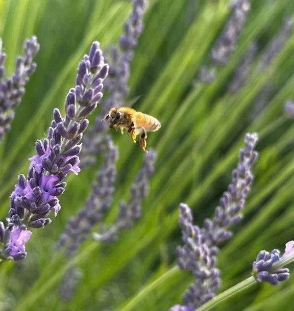 Lavender Days 