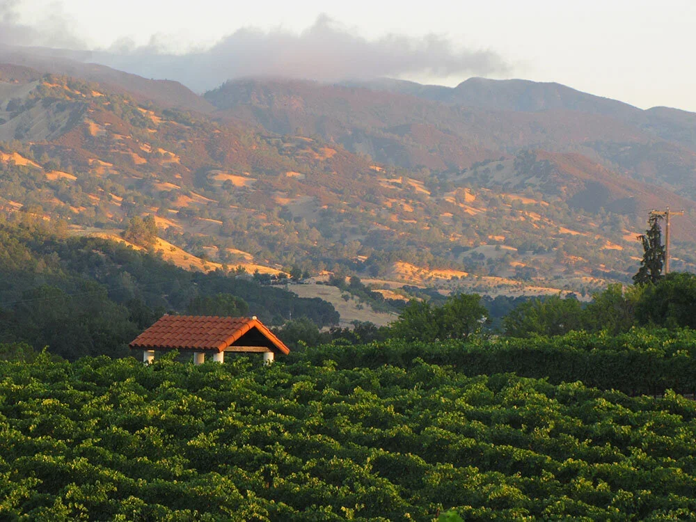 capay_valley_vineyard_2 view.webp