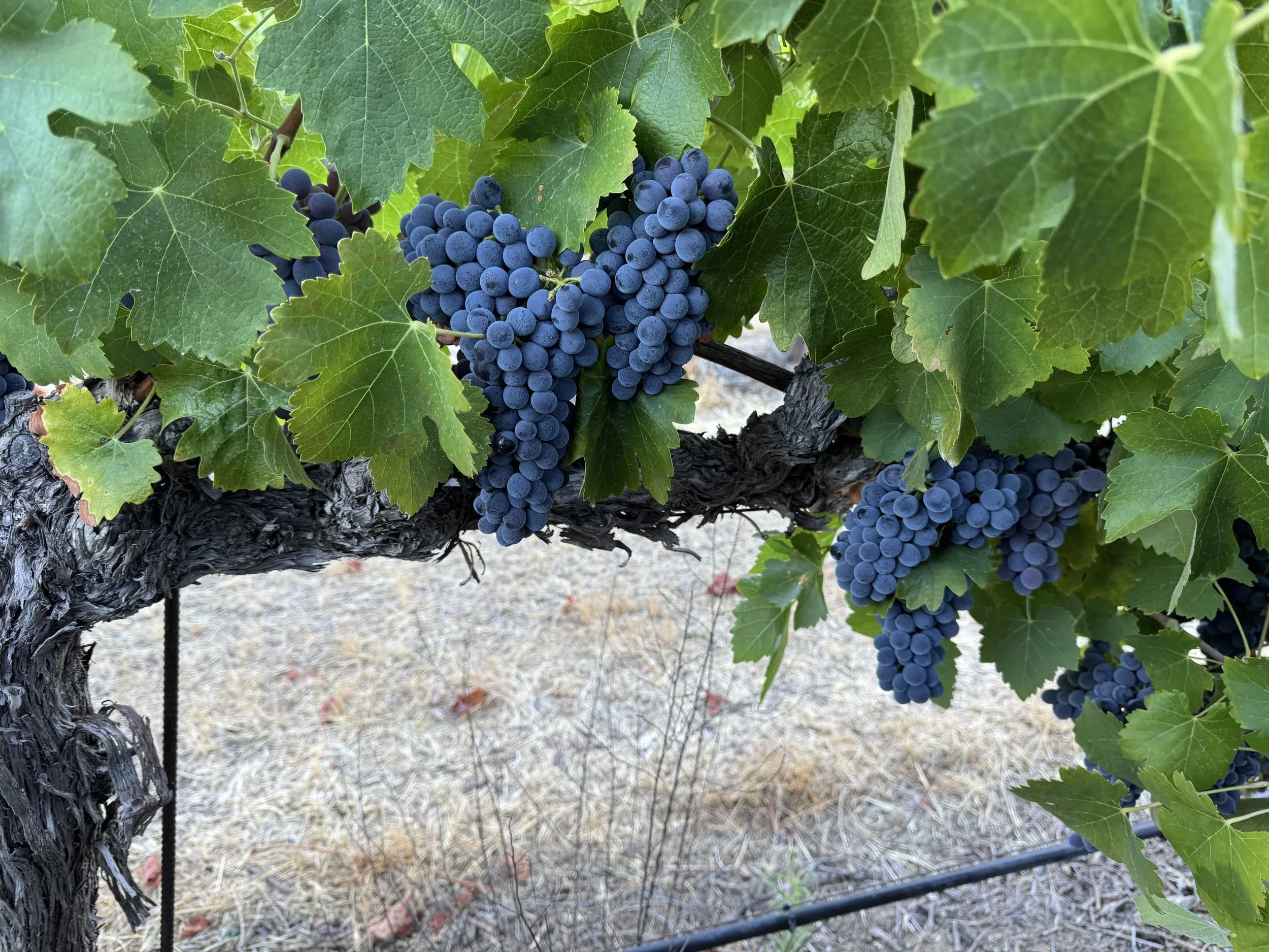 vine+july.webp
