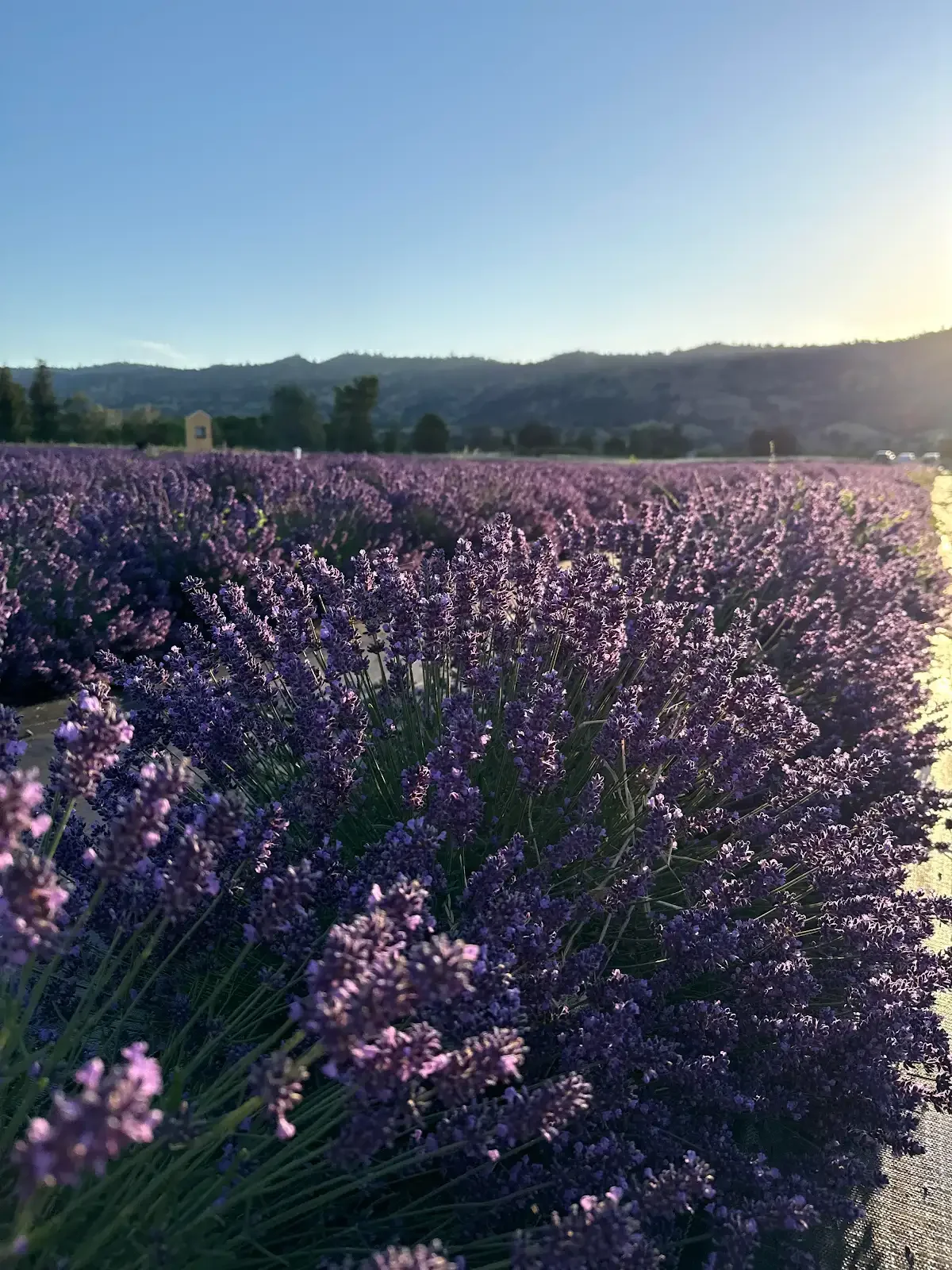 Farzaneh Valley Lavender