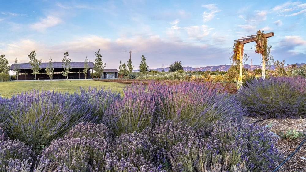 Yolo Countryside | Farms, Wineries & Things to Do in Yolo County
