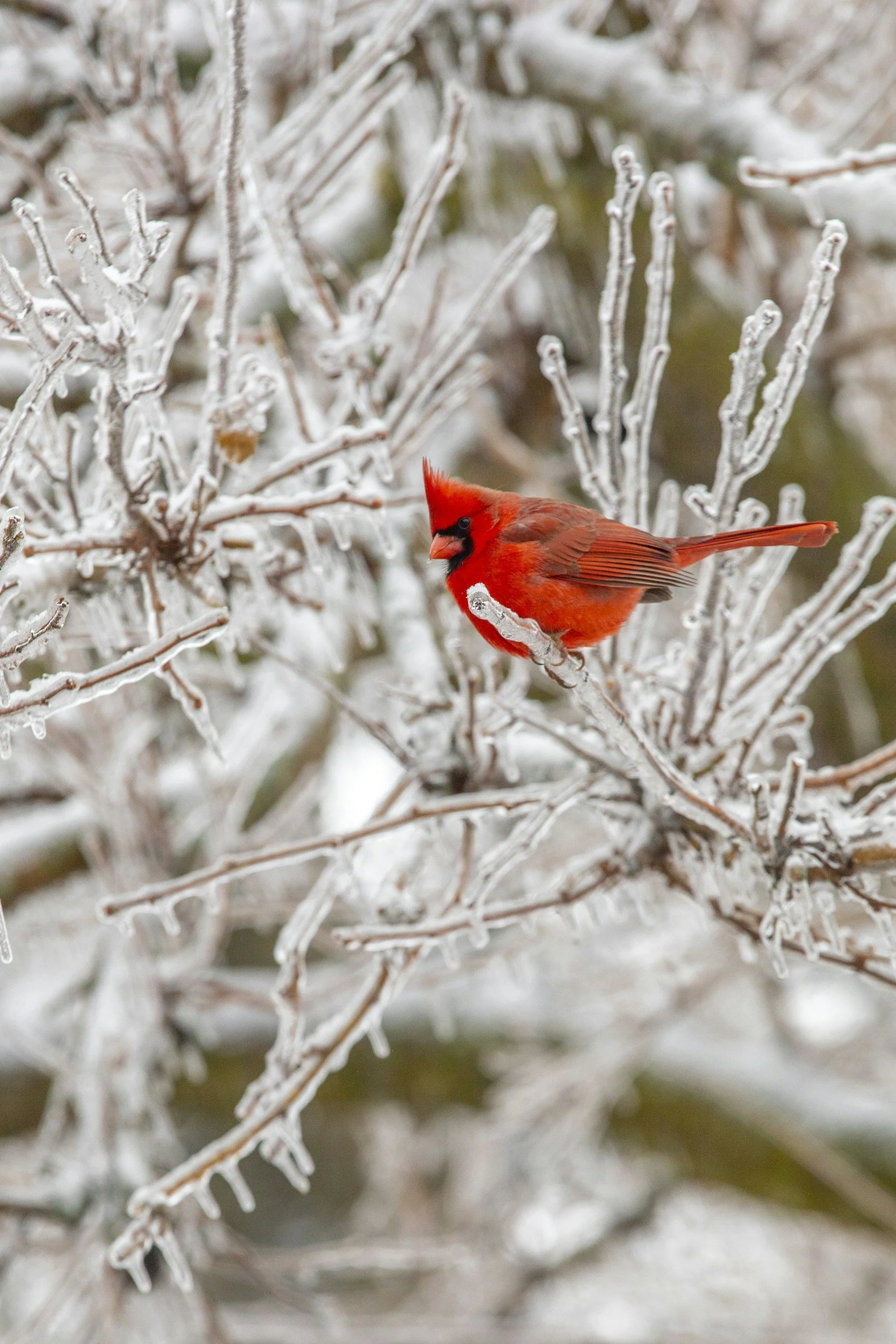 A bright red cardinal bird perched on a snow-covered branch among winter branches.
