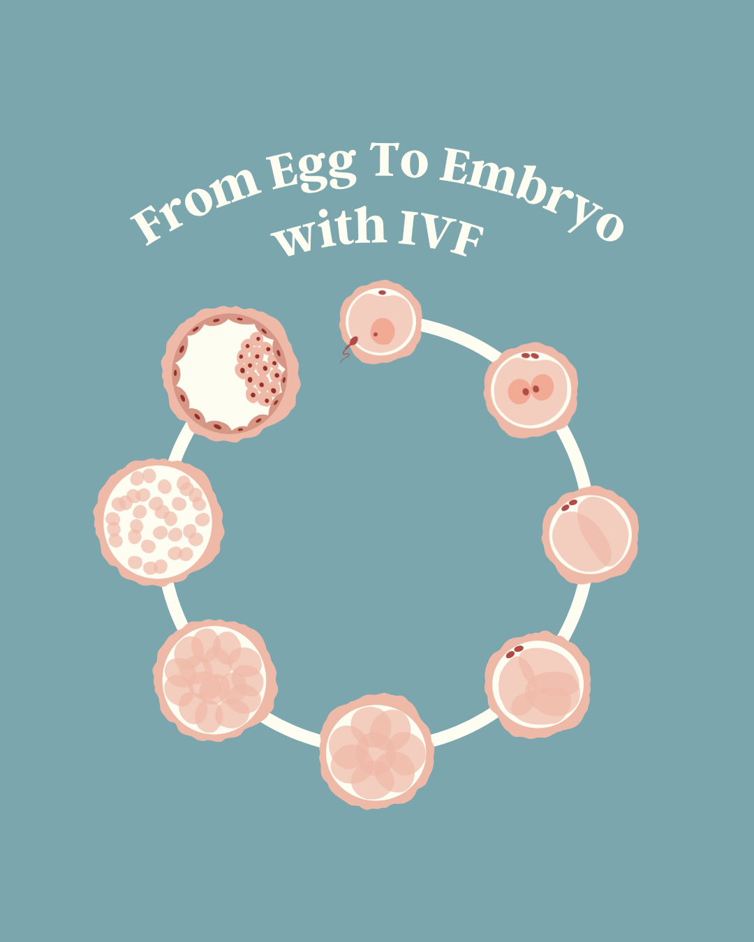 Diagram illustrating embryo development from egg to embryo through IVF, for a fertility client.