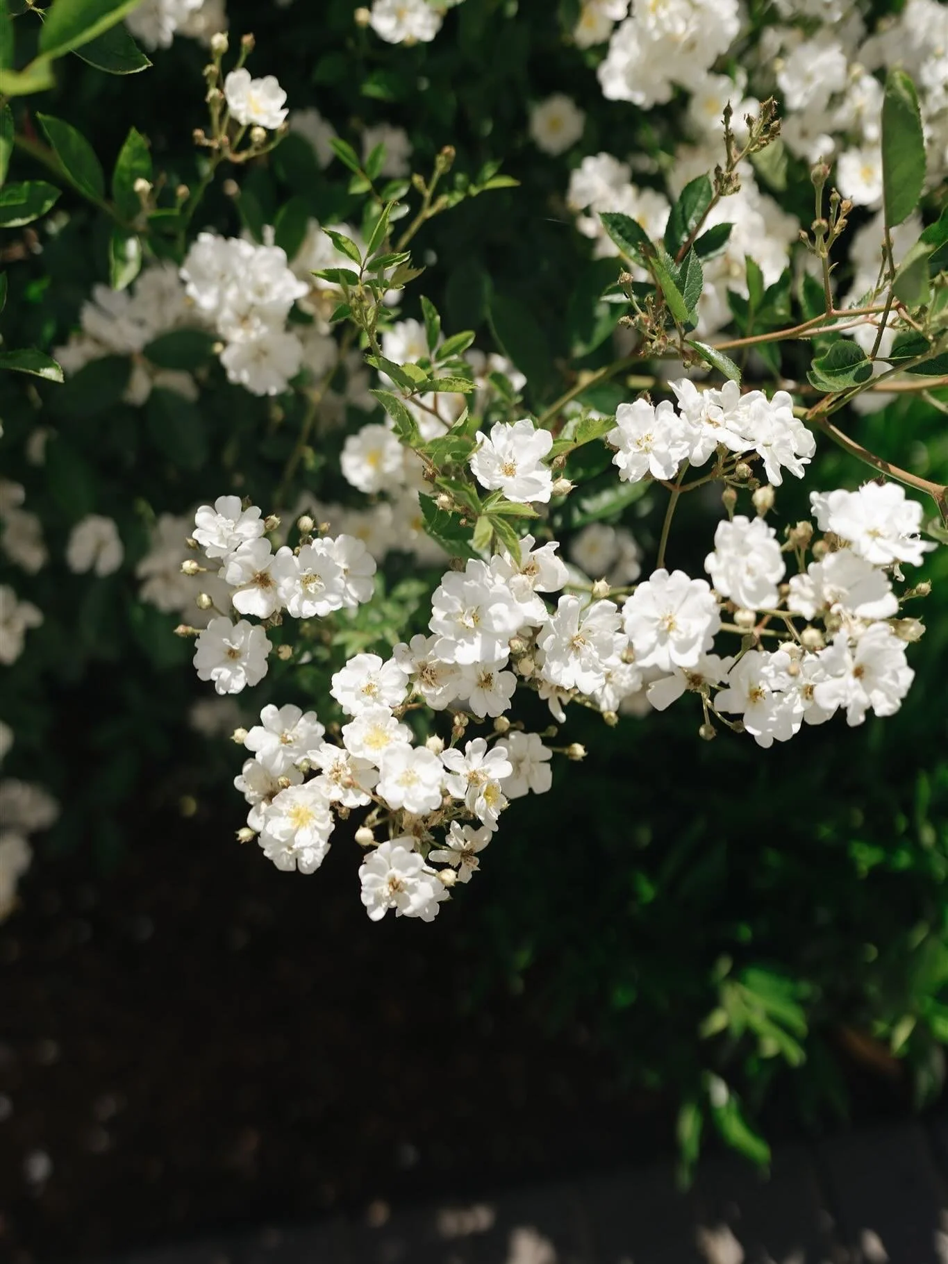 it&rsquo;s all in the details 

Venue @abernethycenter 
Florals @floraltouchpdx 

#seattlewedding #portlandbride #oregonwedding #pacificnorthwestlove #seattlephotographer #pnwwedding #couplesinlove #weddingvibes #seattlevideography #pacificnwwedding 