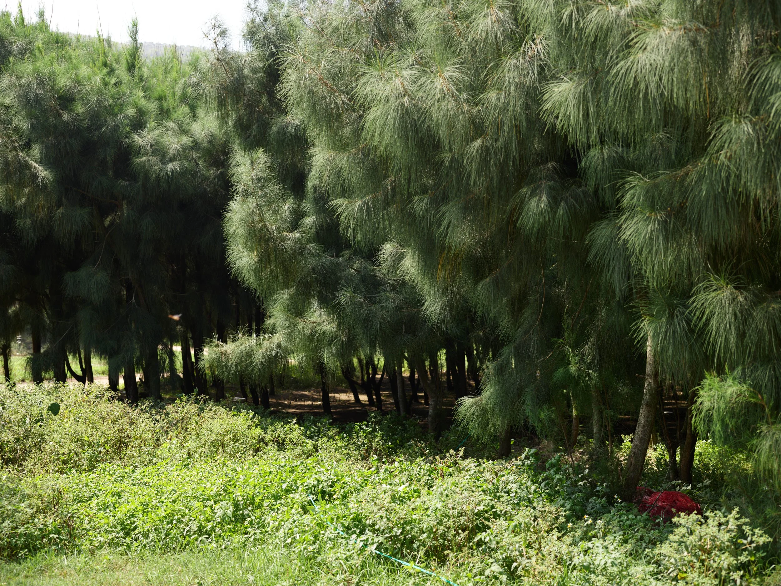 Pingtan_26-06-22_240.jpg