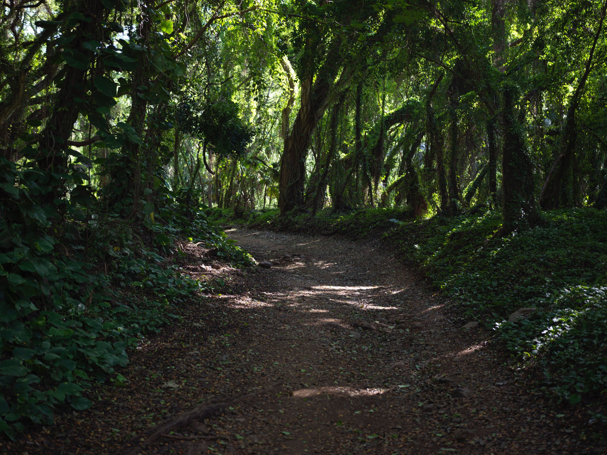 1-12-16-2026 Maui_0030.jpg