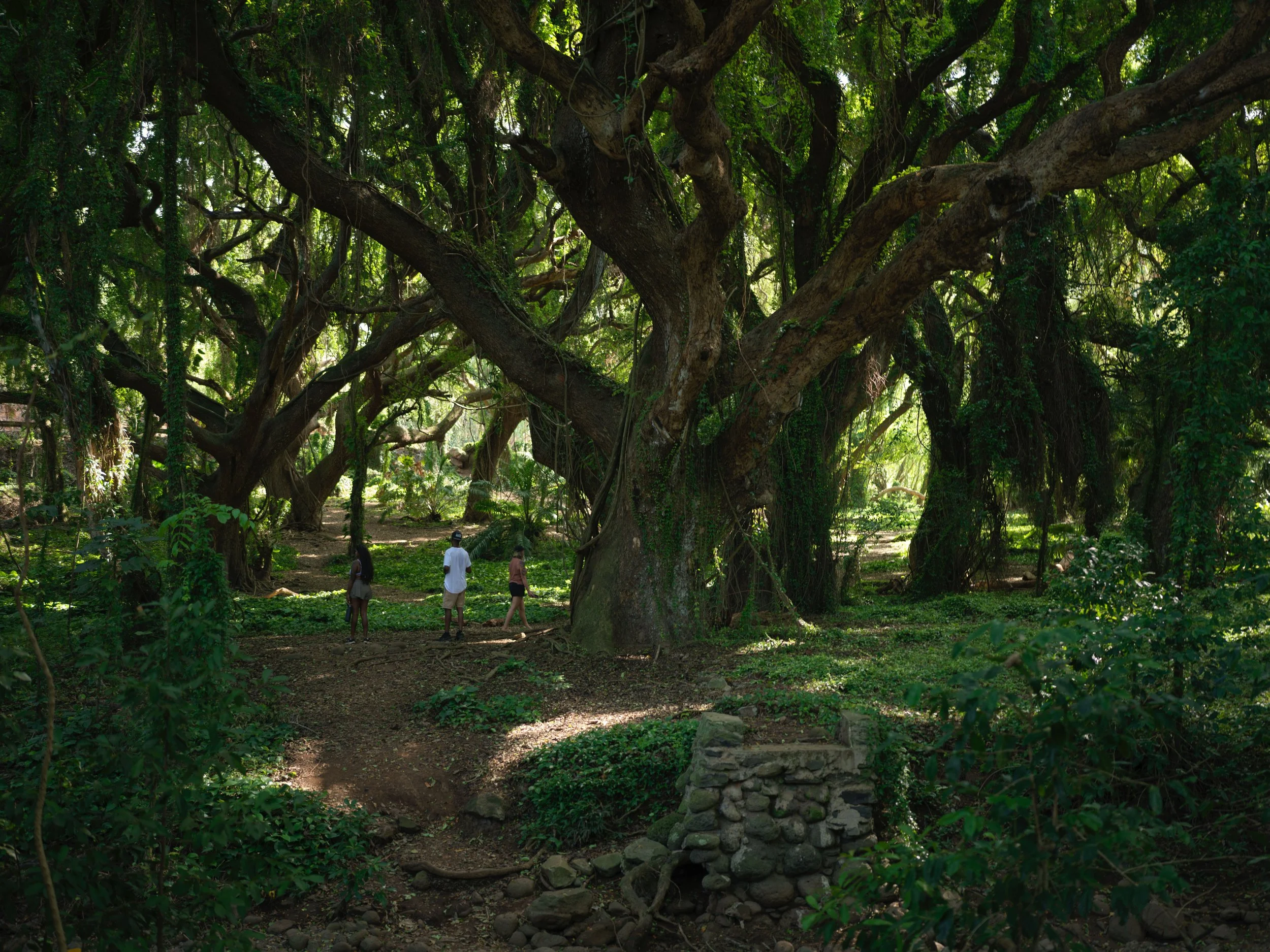 1-12-16-2026 Maui_0021.jpg