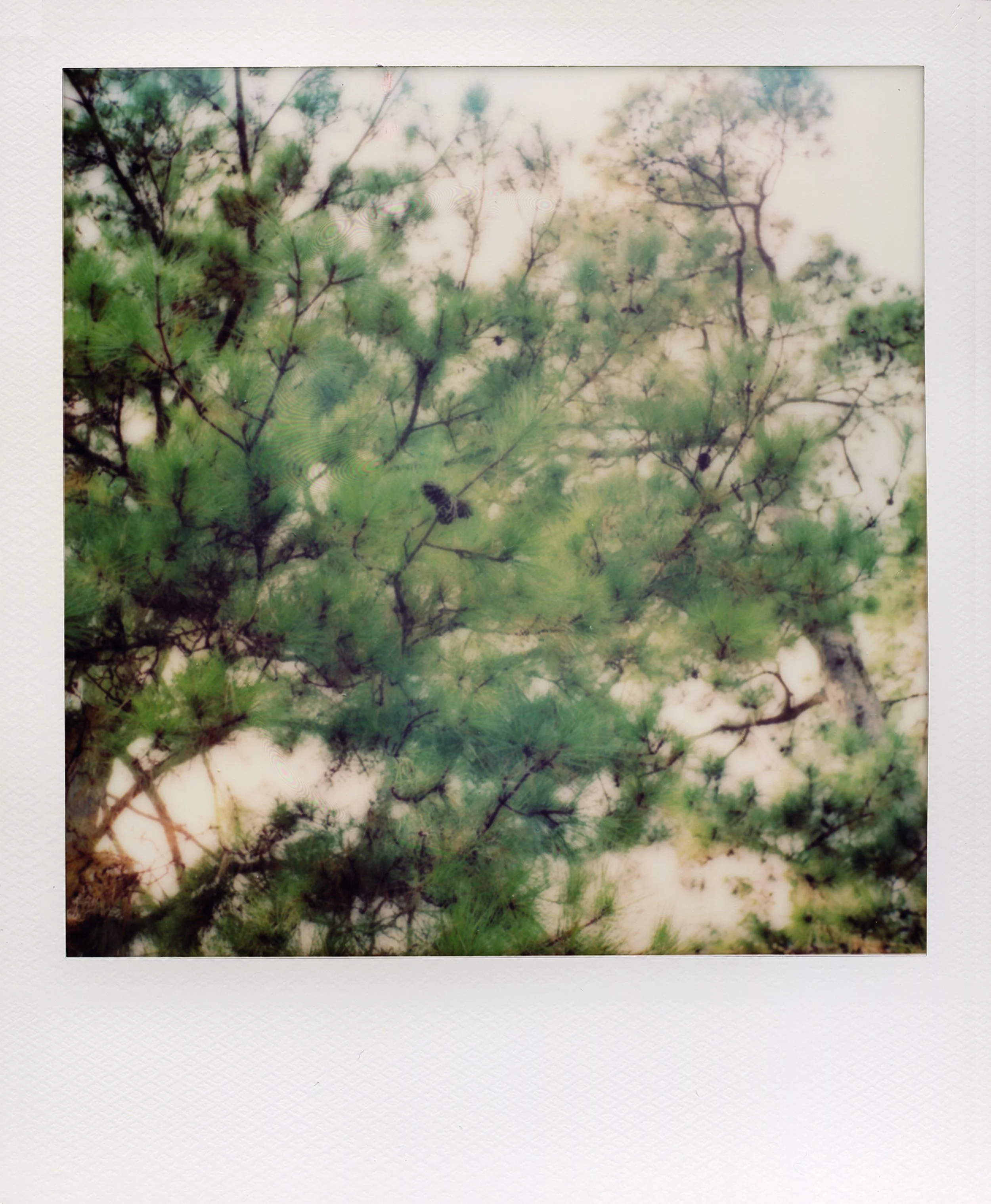 松针树 Old Pine.jpg