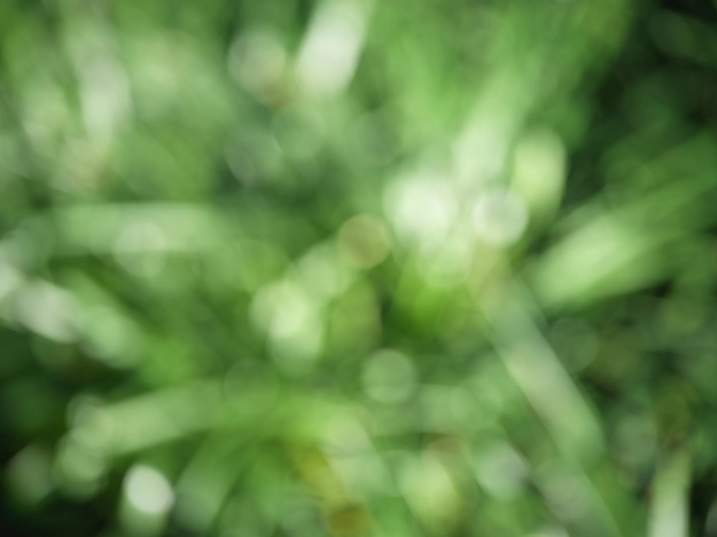 2-28-2025 Out-of Focus_0008.jpg