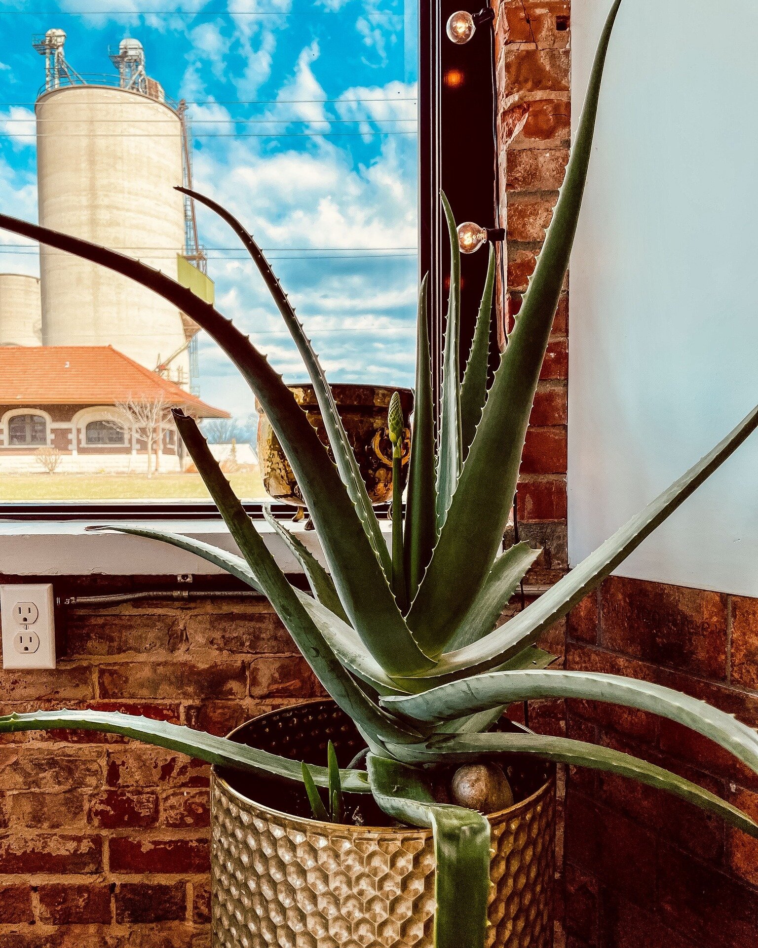 It's time for another Meet-the-Plants-Monday! This is Attila the Aloe. She&rsquo;s been with us since we first opened, so if you&rsquo;ve been in our shop you&rsquo;ve probably seen her. She&rsquo;s a happy plant and we just noticed she's starting to