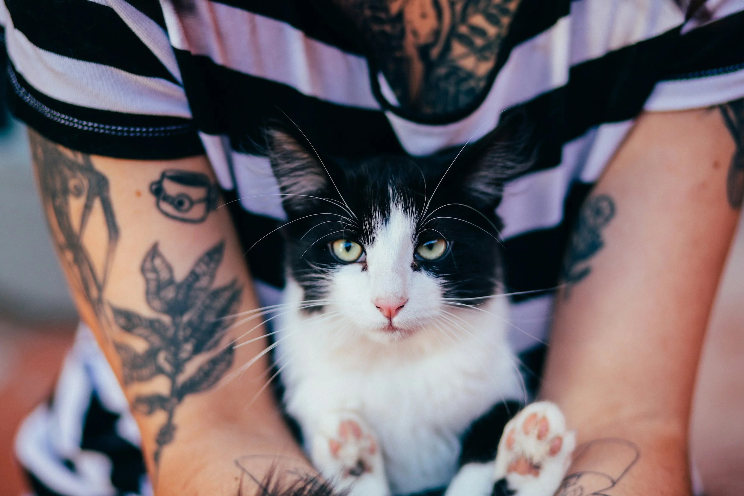 TATS FOR CATS