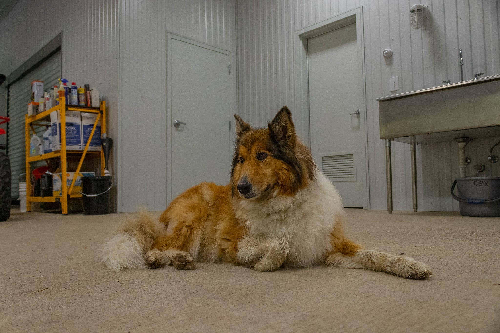 Lucy in front of mechanical rooms.jpg