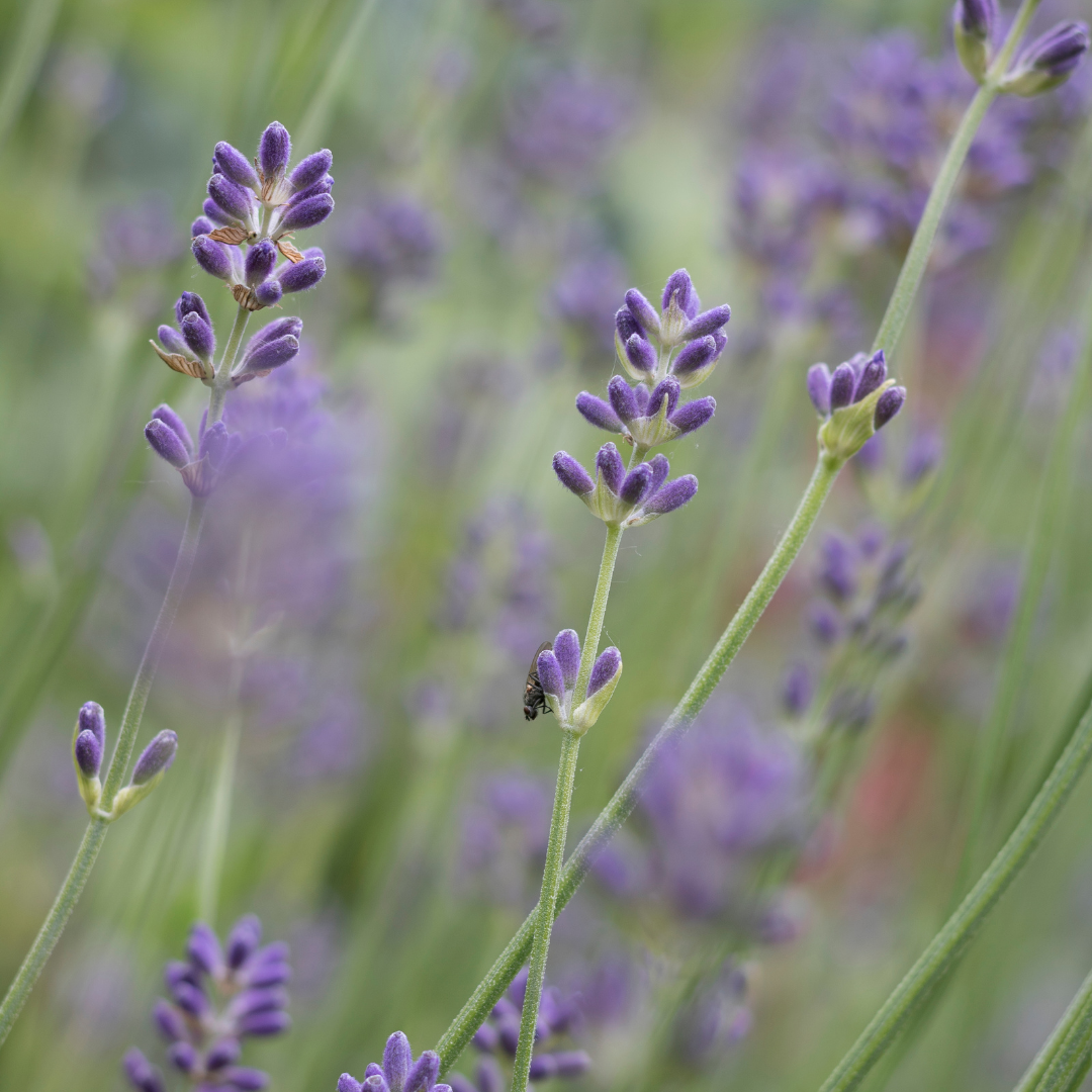 Lavender-Munstead (Lavandula Angustifolia)