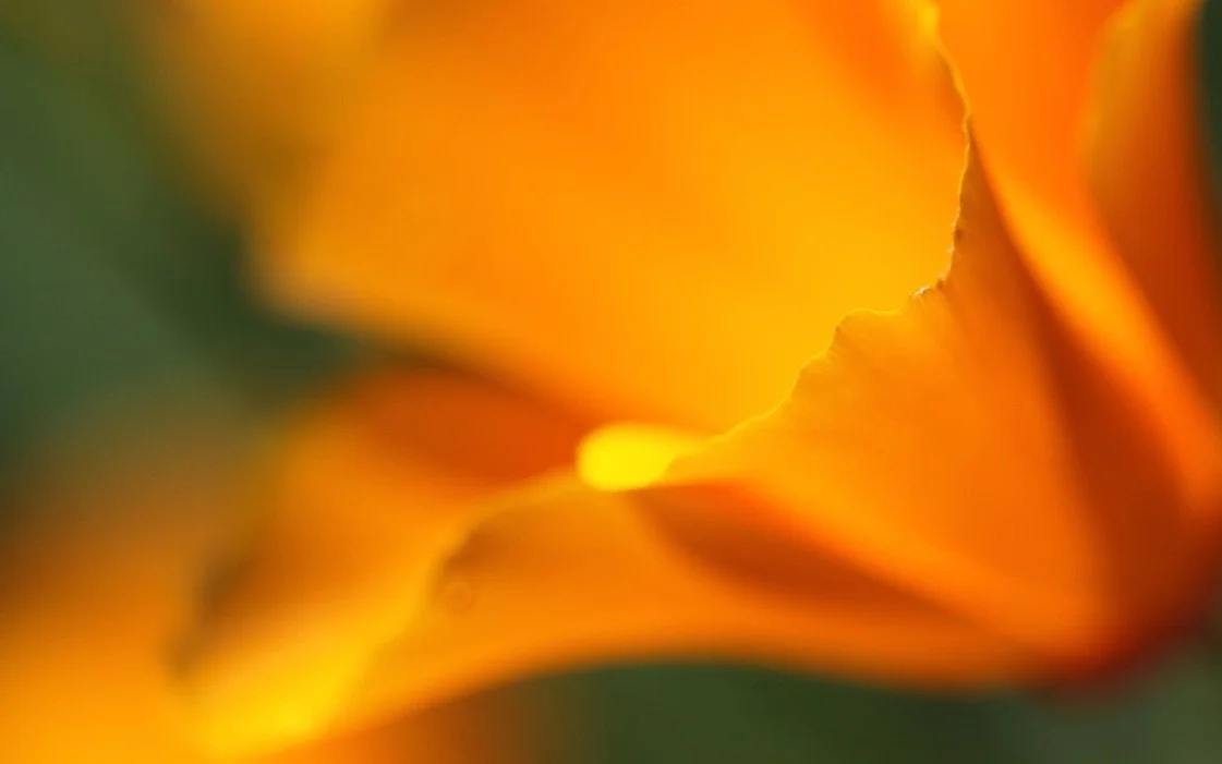 Creative Bloom 