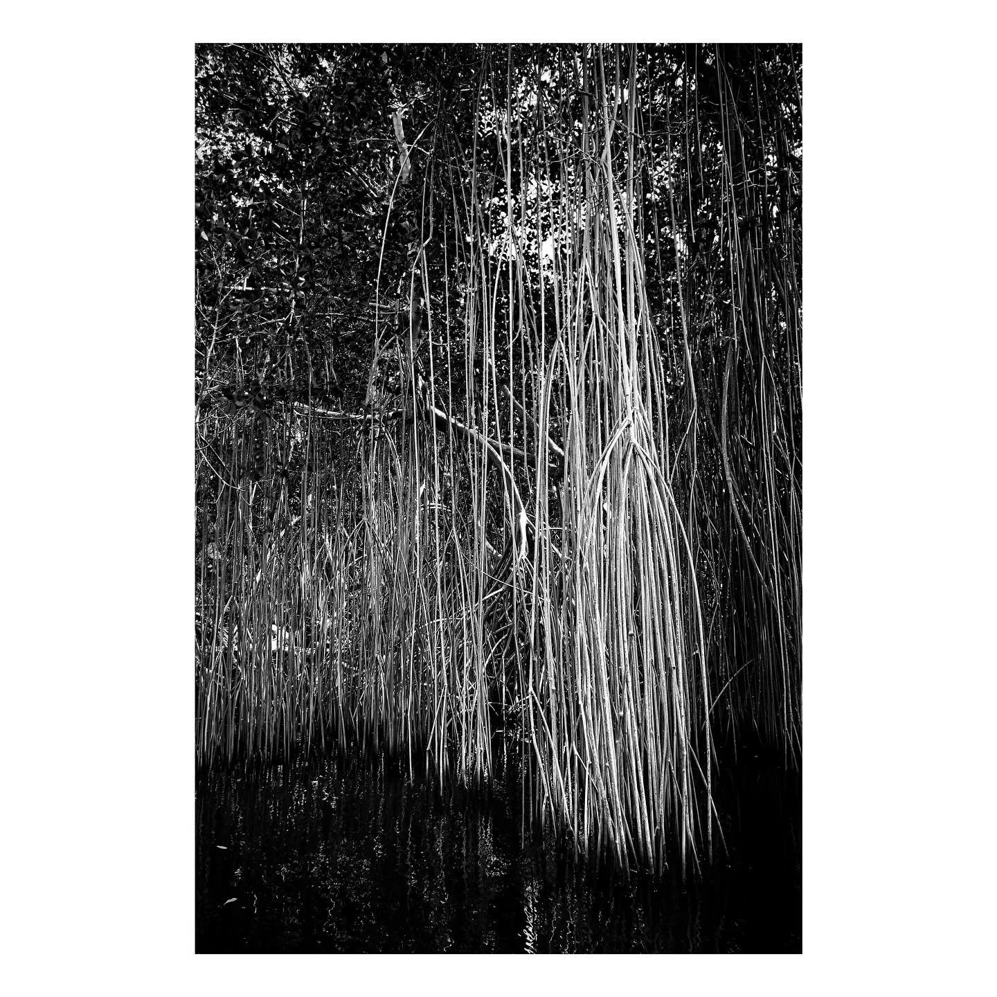 The roots of mangrove trees, as in this case in Armac&atilde;o do B&uacute;zios in the State of Rio de Janeiro, start far above the level of the water.  The salty mangrove water is low on oxygen and nutrients and the exposed roots are able to draw ox