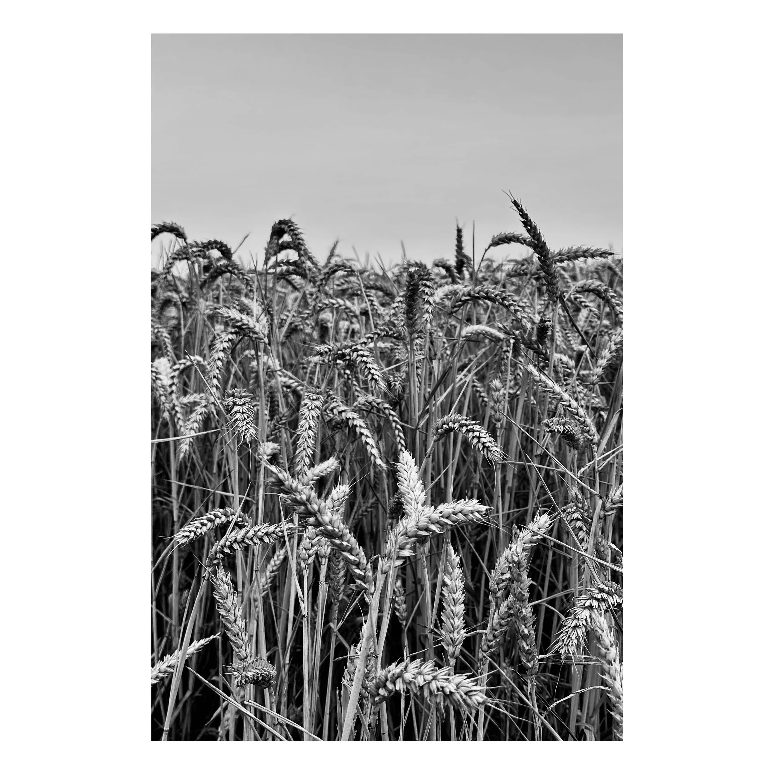 2026.  Wheat Field, Hutton, Essex.