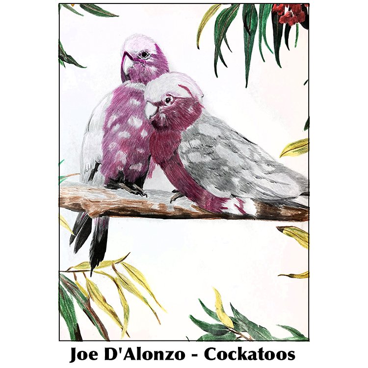 Joe D'Alonzo - Cockatoos.jpg