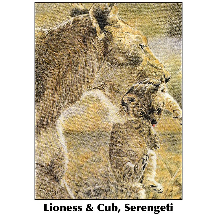 DJ Reed-Lioness & Cub.jpg