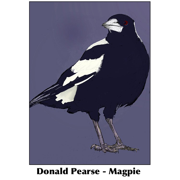 Donald Pearse-Magpie.jpg