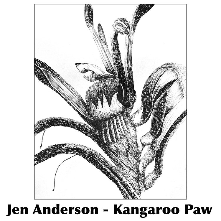 Jen Anderson - Kangaroo Paw.jpg