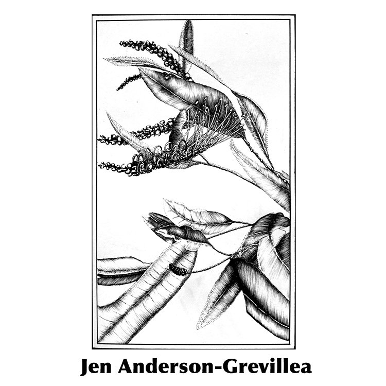 Jen Anderson-Gevillea.jpg