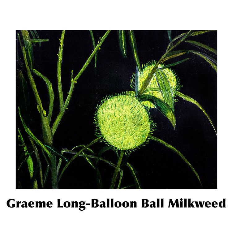 Graeme Long-Balloon Ball Milkweed.jpg