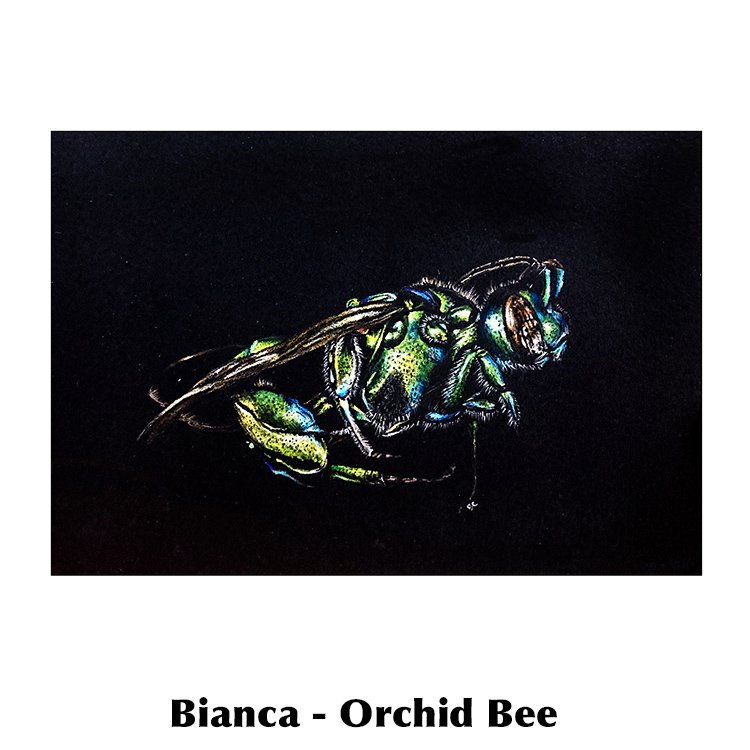 Bianca-Orchid Bee copy.jpg