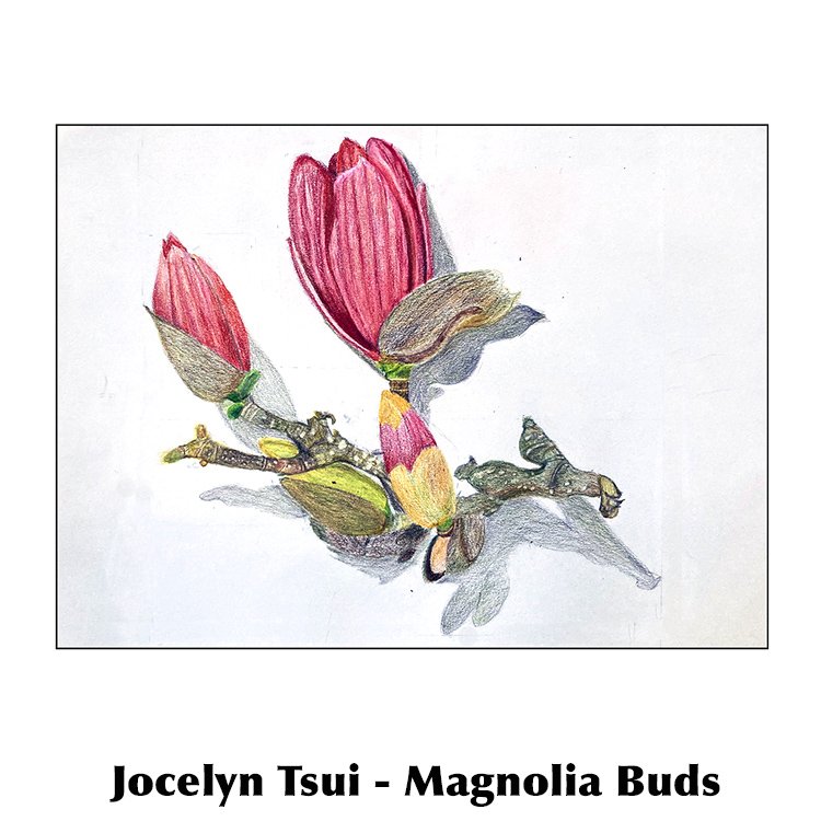 Jocelyn Tsui-Magnolia Buds.jpg