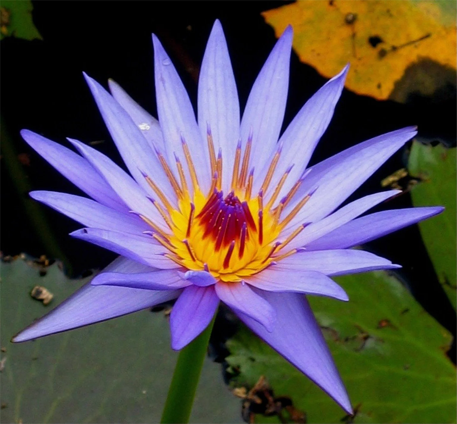 ThetaHealing® You and the Creator Course