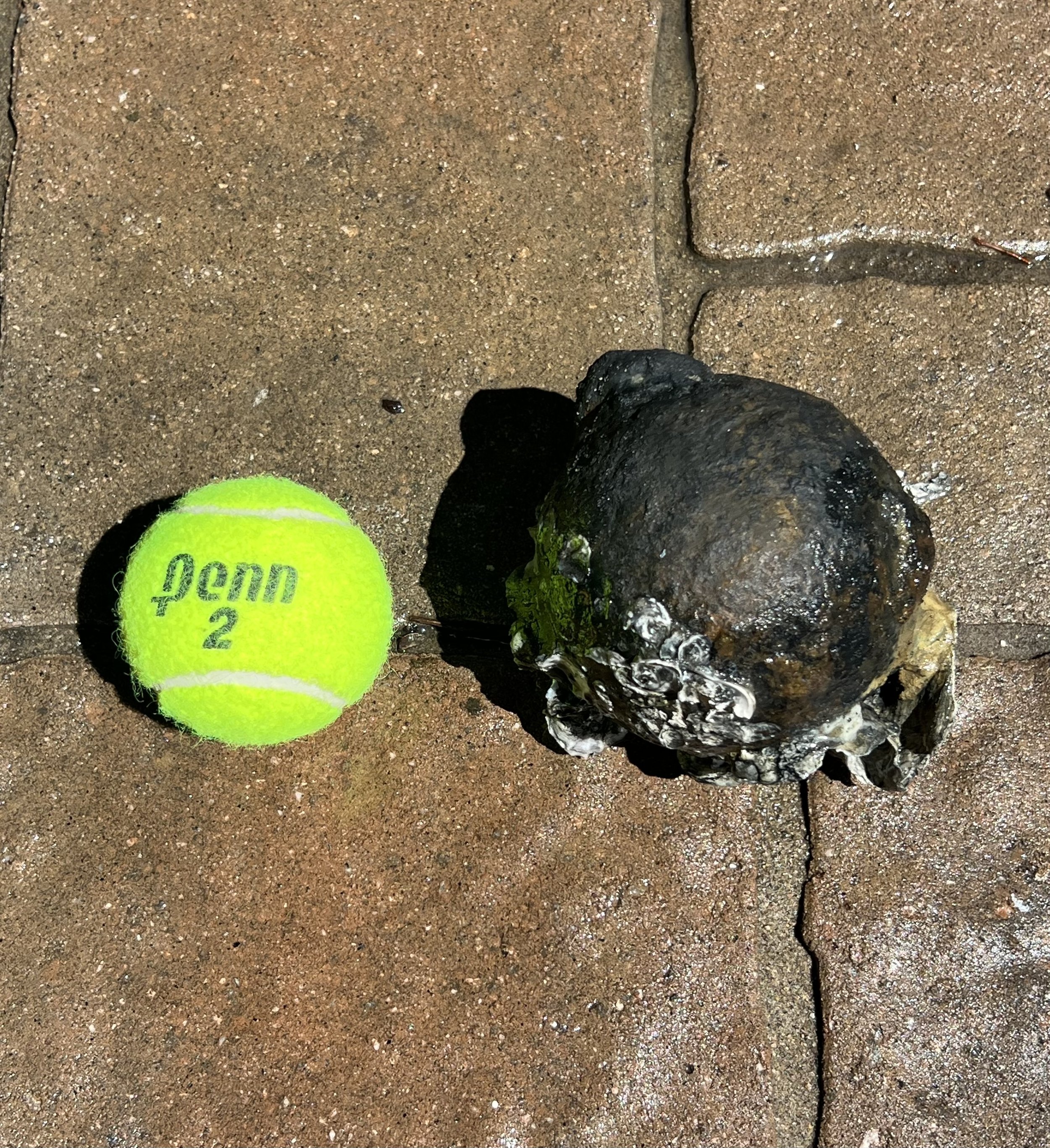 Revolutionary War 6 pound cannonball recovered along a lowcountry river.