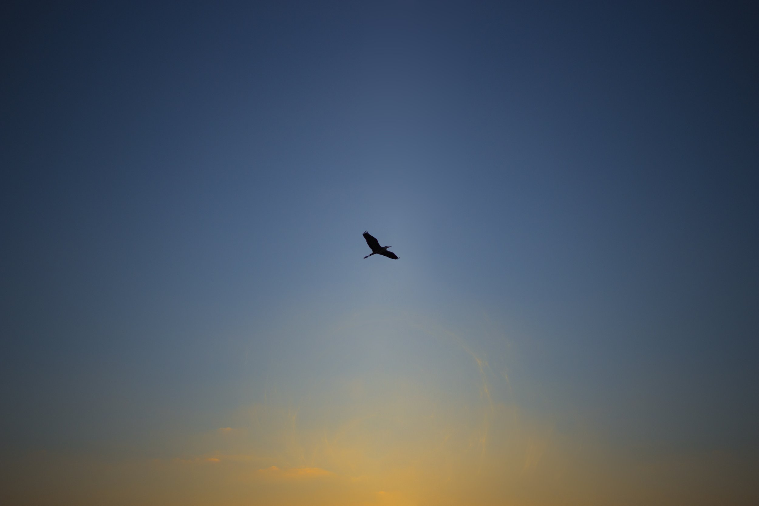 48898953506_418d7d31f4_o.jpg