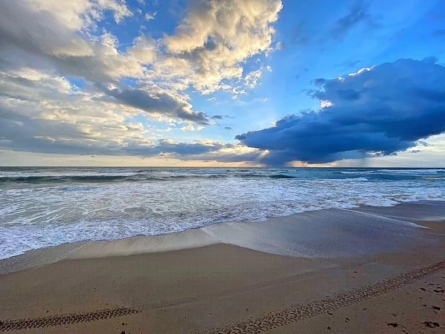 Charity Spotlight: NSB Turtle Trackers