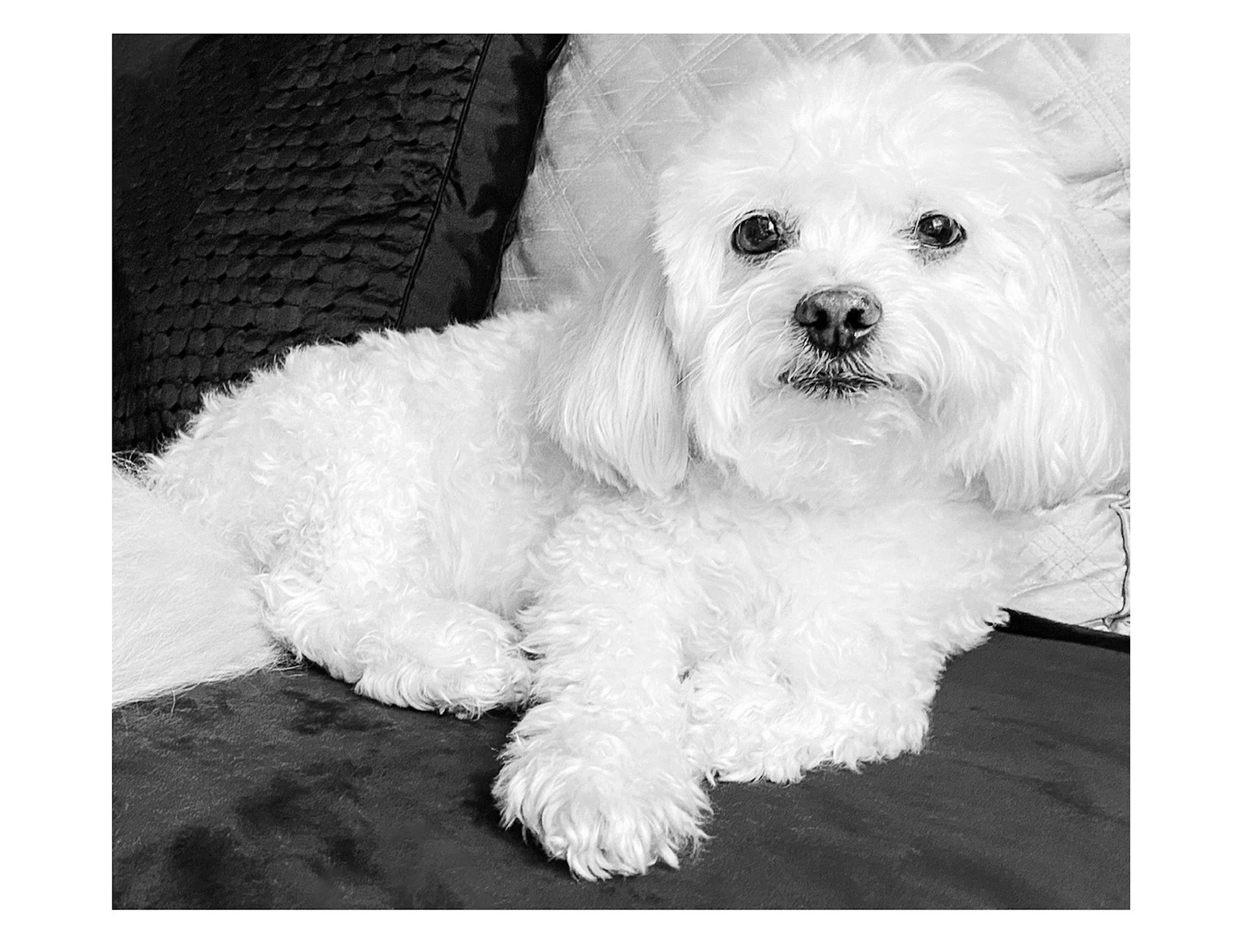 Capturing the Character of Your Canine Companion