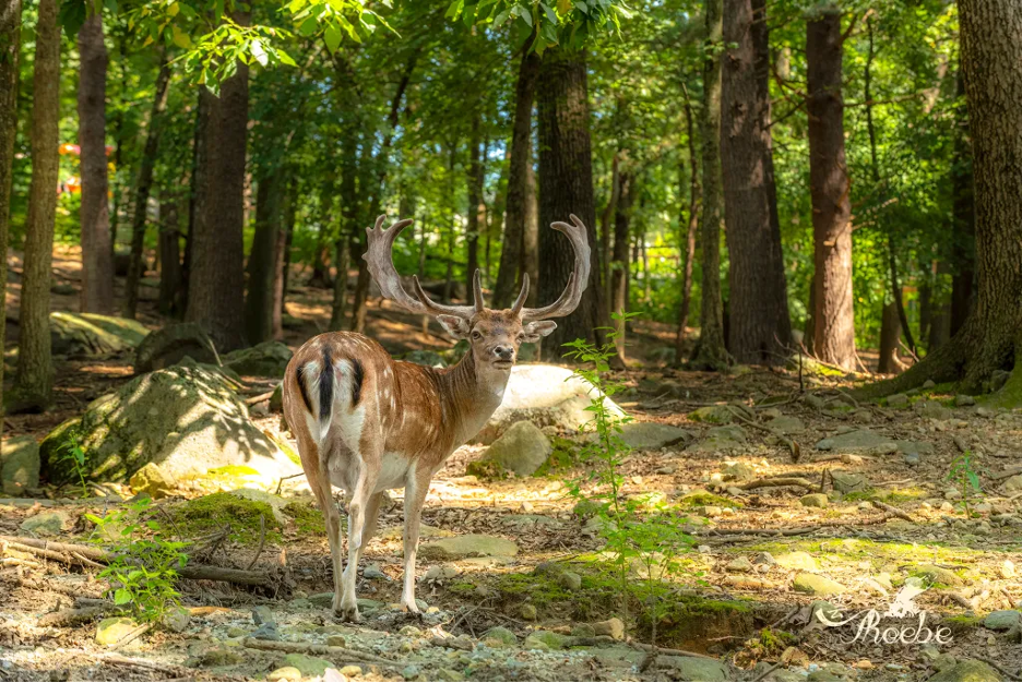 " Photography helped pull me out of depression. When I walked in the woods, along the lake, or at the beach, the beauty of Nature arrested my attention and made me concentrate on shooting pictures. Photography healed my heart."
"I’ve never attended a
