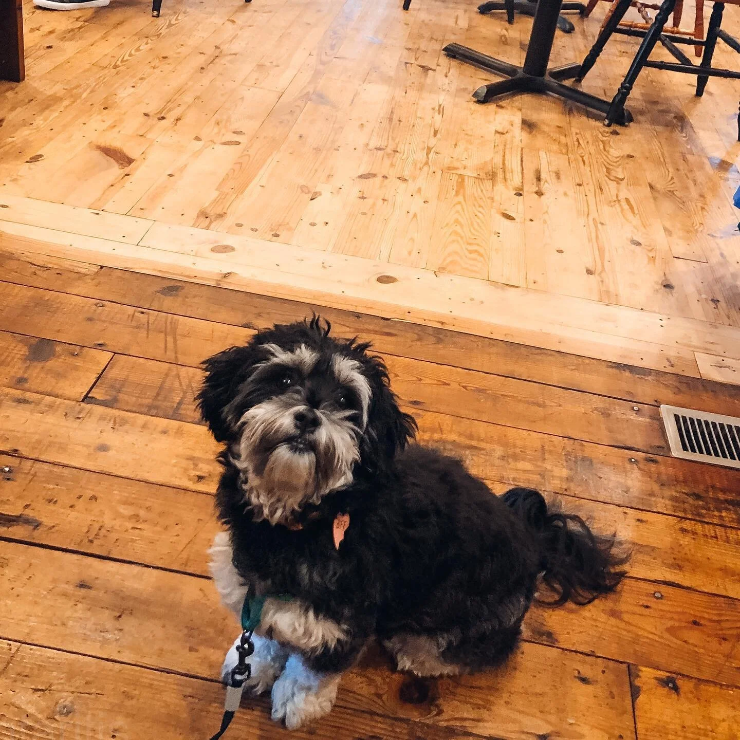 Olive&rsquo;s first time @thecoffeemillnc!! 🖤 

Even though I&rsquo;ve seen several dogs there before, I was hesitant to take her inside. As much as I love dogs, I respect the fact that not everyone is comfortable around them, especially where food 