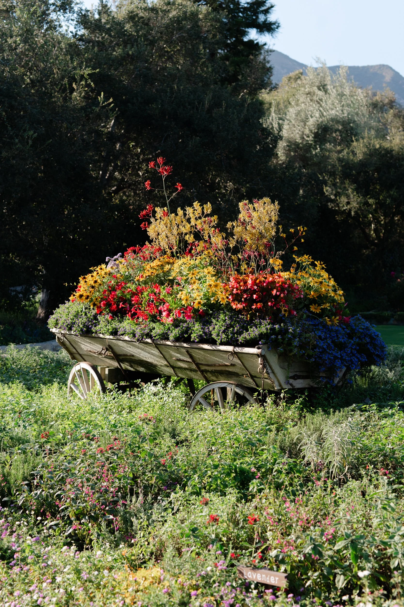 San_Ysidro_Ranch_Proposal_Elopement_Photographer-3.jpg