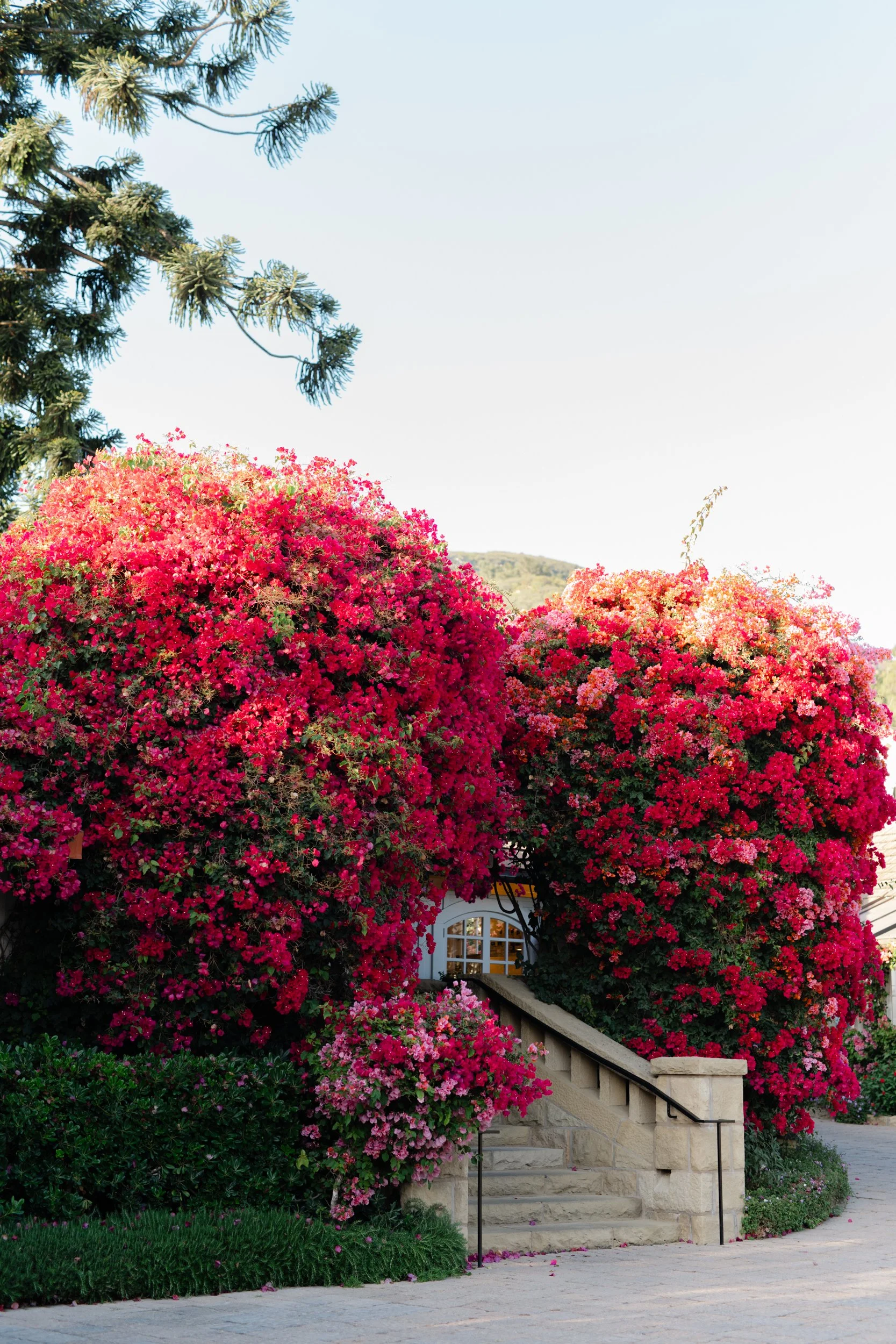 San_Ysidro_Ranch_Proposal_Elopement_Photographer-15.jpg