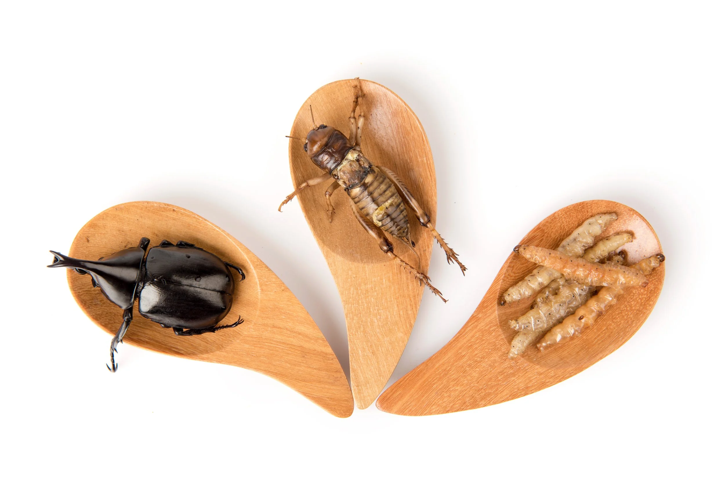 Center for Environmental Sustainability Through Insect Farming