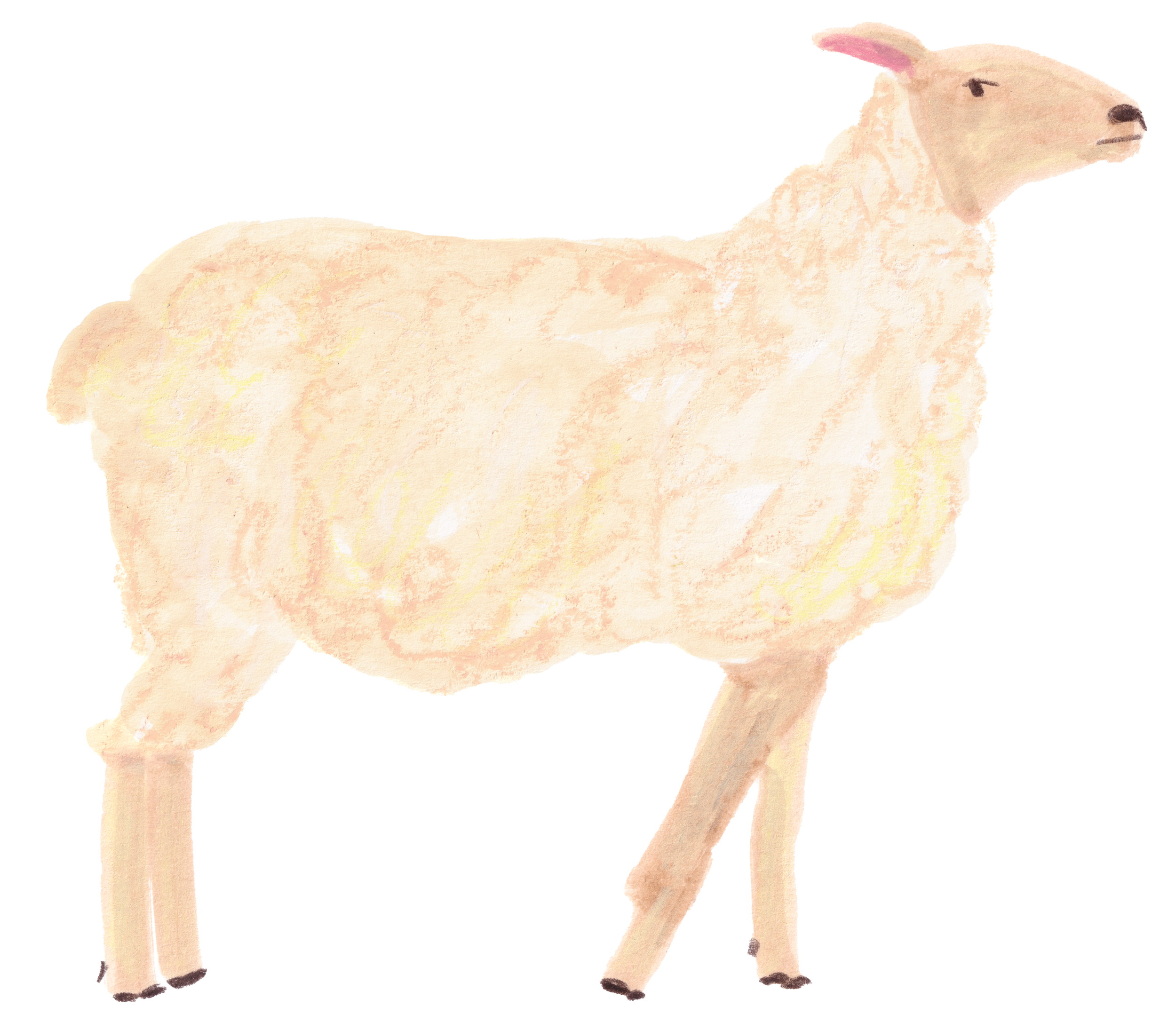 Sheep illustration for tails.com
