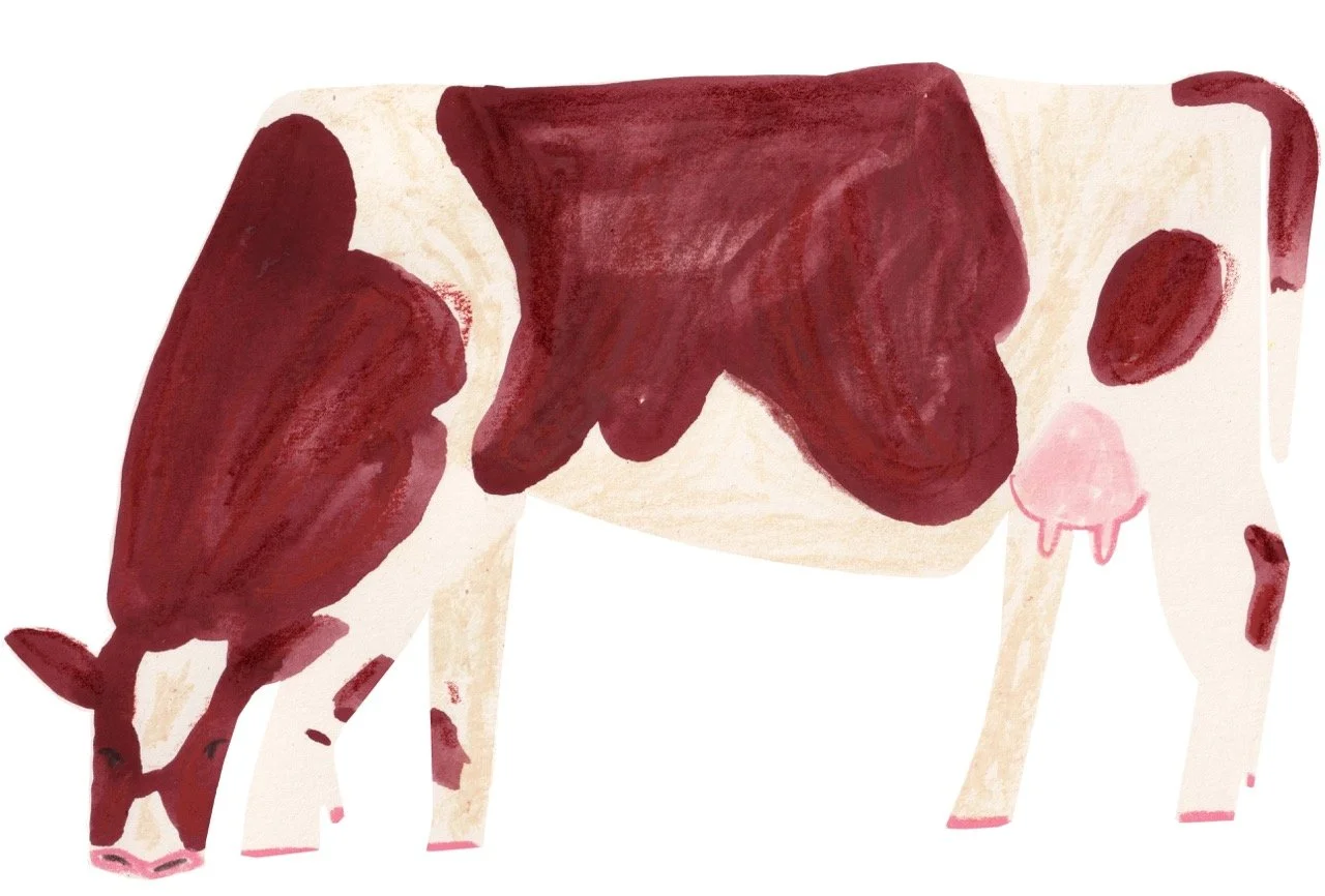 Cow for Tails.com