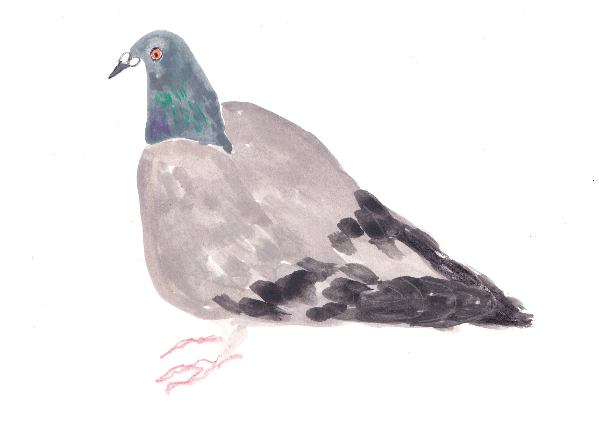 Pigeon painting