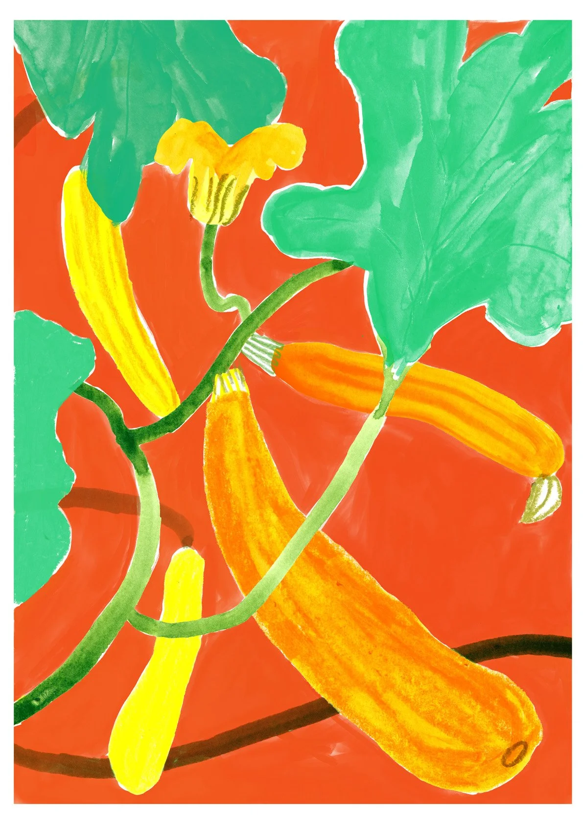 Colourful courgettes illustration