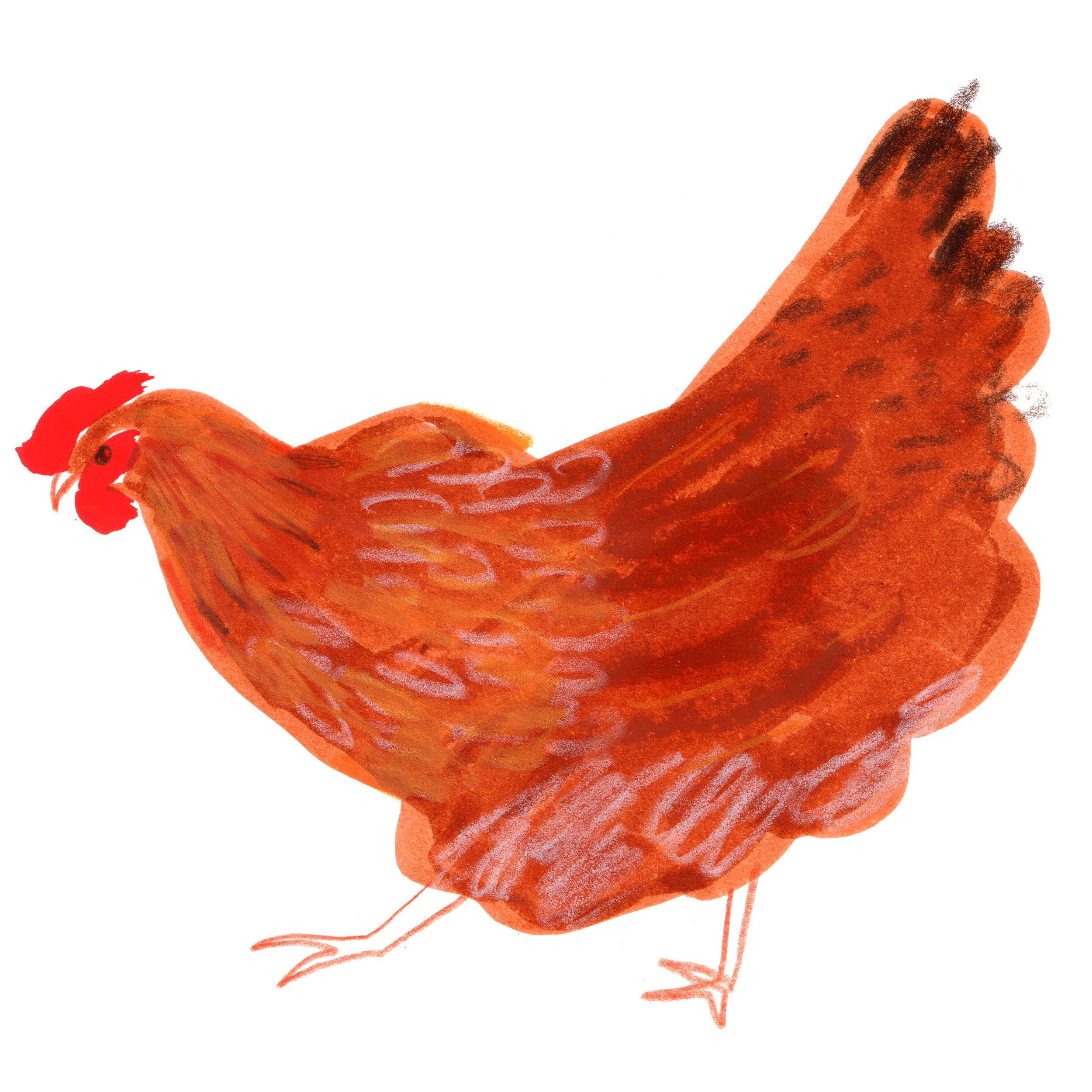 Chicken for Tails.com