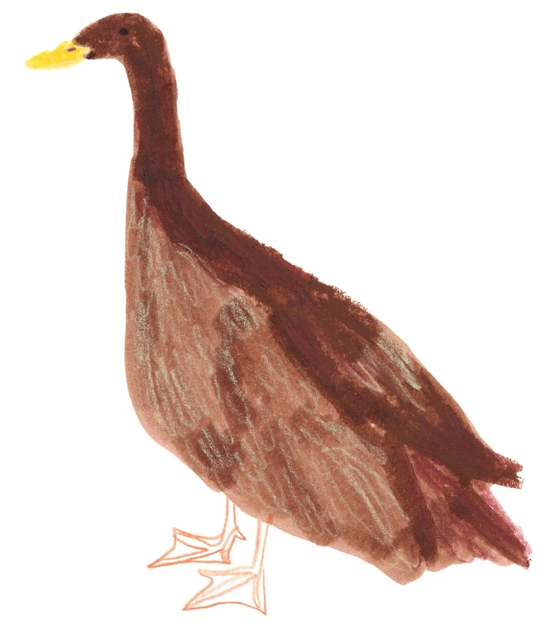 Duck illustration for Tails.com