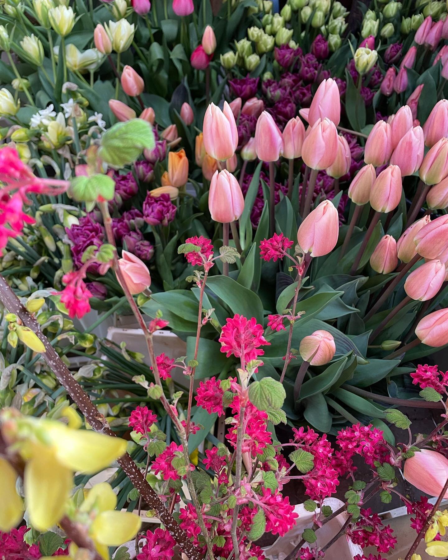 Our field grown flowers waiting to be made in to bunches and bouquets ready for Easter. 
You can find them at our roadside stall GL6 7EU, @object_story and on Saturday from 12pm @painswick.easter.egg.hunt