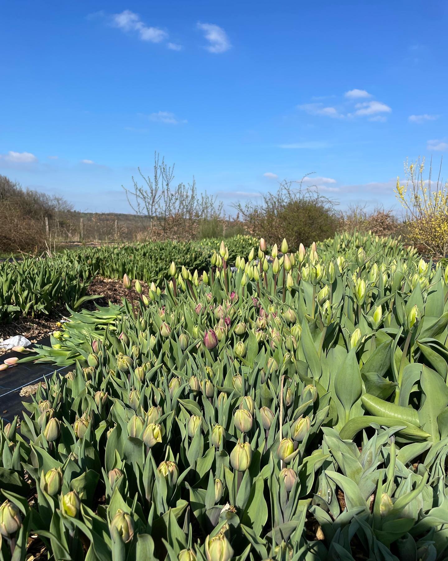 We&rsquo;re holding a florist&rsquo;s open day  on Tuesday 18th April. 10.30 - 12.30

It&rsquo;s a chance to come meet the team, have coffee and of course see all the lovely things we grow. It won&rsquo;t be a perfect plot, there will most definitely