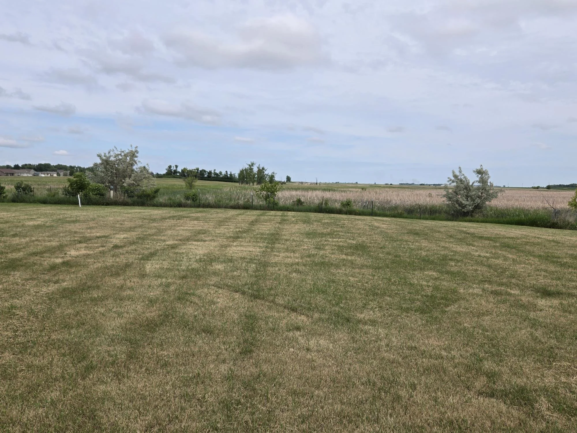 Backyard .jpg