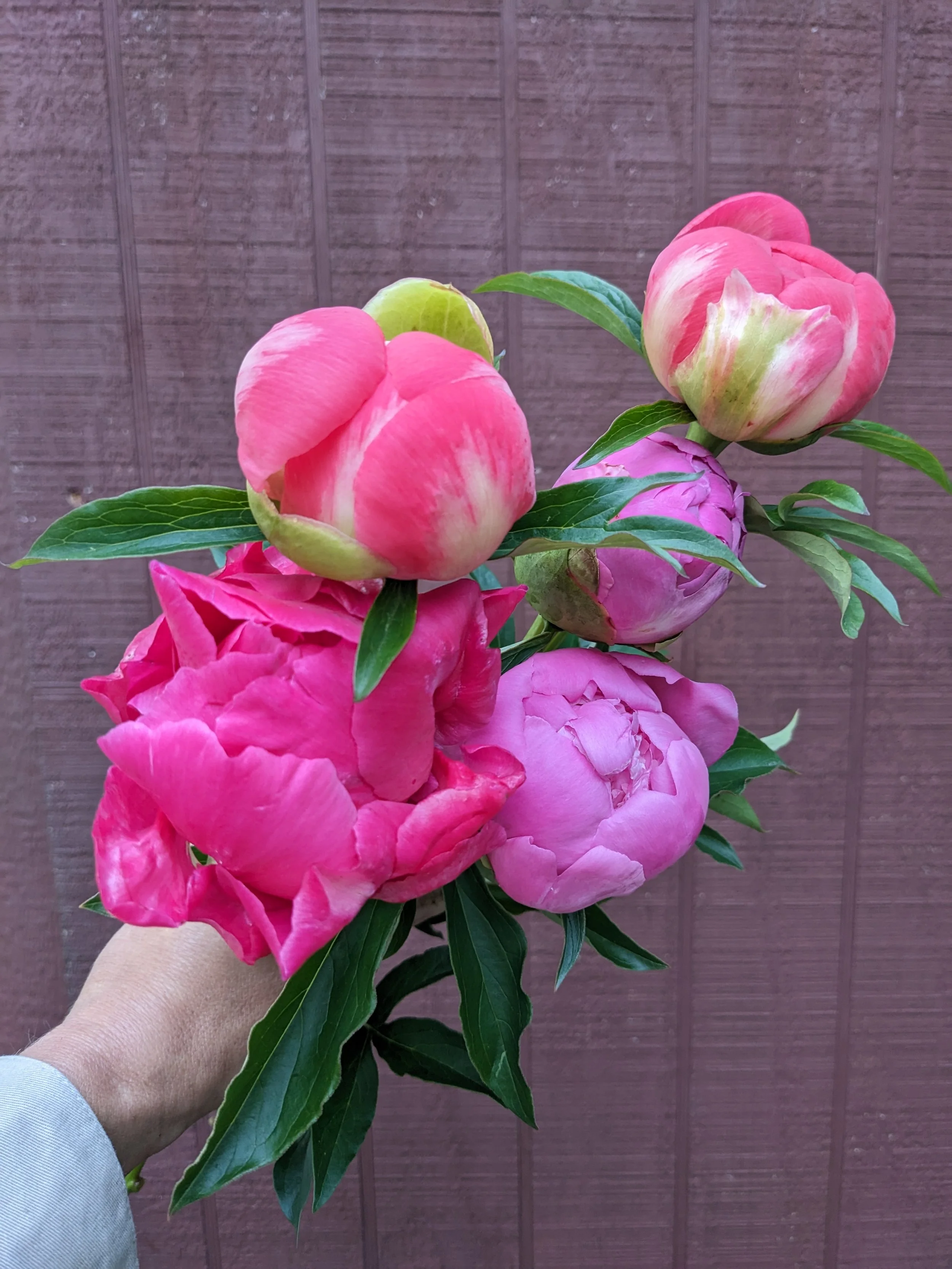 Spring Thing (Mostly Peonies)