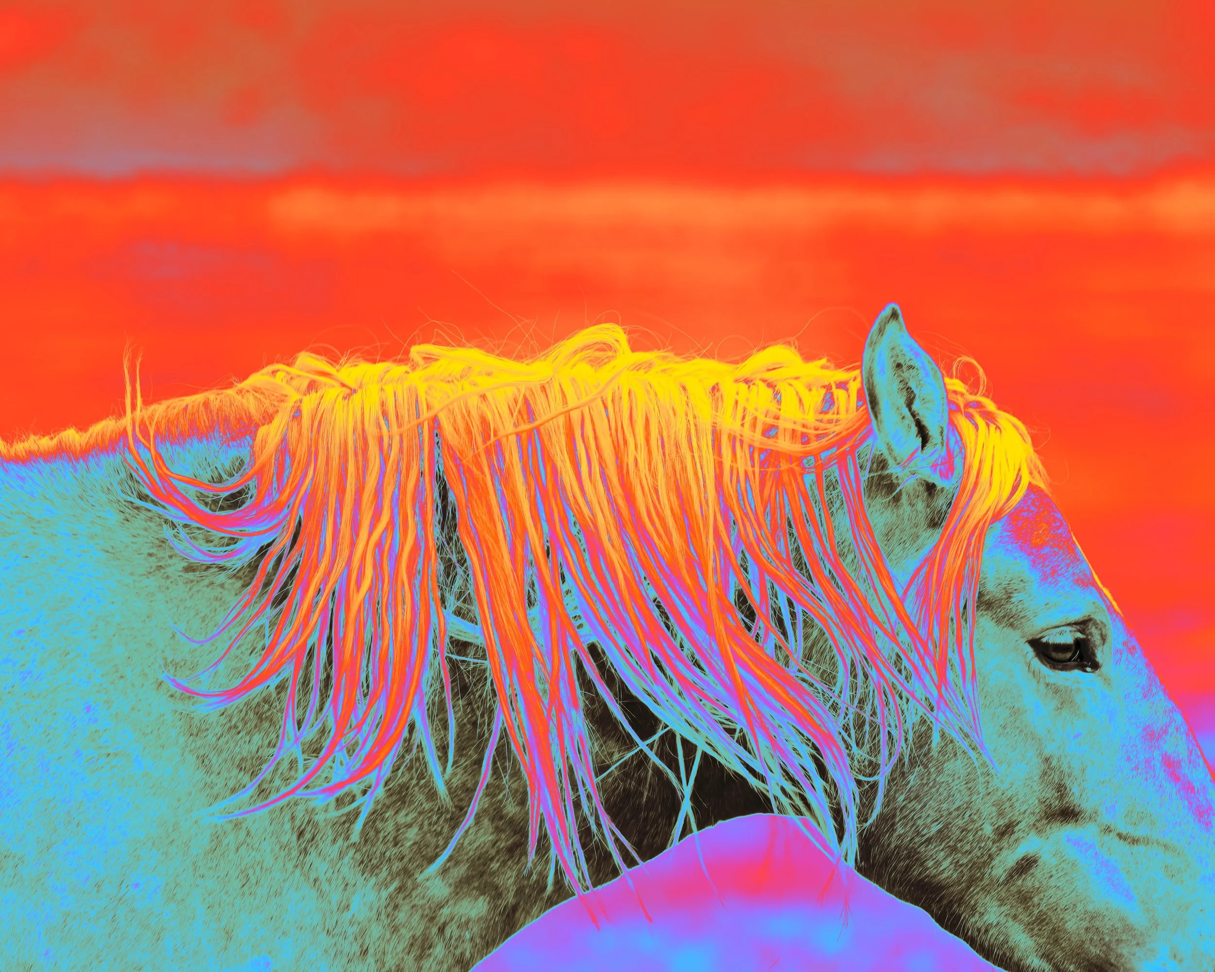 Iridescent Wild Horses